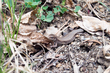 lizard sitting in the grass and basking in the sun