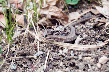 lizard sitting in the grass and basking in the sun