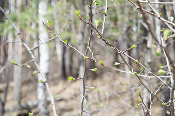 blossoming green buds of trees. Green leaves on branches in spring.