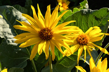 Arnica or Balsamroot flower close up. Arnica blossom in alpine meadows near Winthrop. WA. USA.
