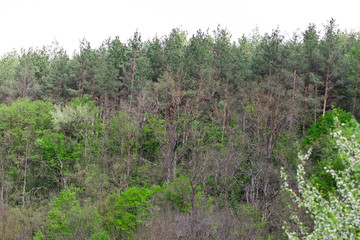 A row of green trees and bushes against a blue sky