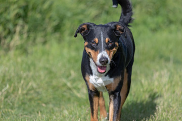 Appenzeller Sennenhund. The dog is standing in the park in spring. Portrait of a Appenzeller Mountain Dog