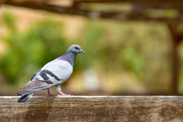 Pigeon in the park. Gray shtihel dove on a hedge. 