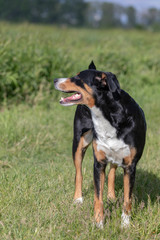 Appenzeller Sennenhund. The dog is standing in the park in spring. Portrait of a Appenzeller Mountain Dog