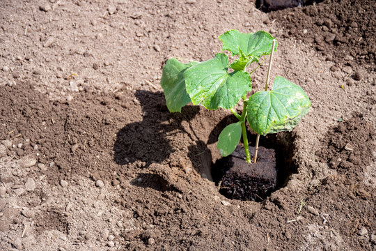 Young plant cucumber with green leave put in hold on soil ready to plant. Hobby in suumer time for gardening.