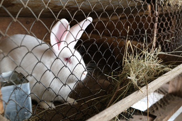 white rabbit in a cage