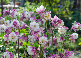 aquilegia in garden