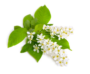 Prunus padus, known as bird cherry, hackberry, hagberry, or Mayday tree. Flowers. Isolated on white background