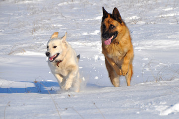  German Shepherd and golden retriever