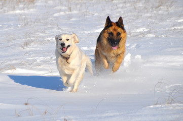  German Shepherd and golden retriever