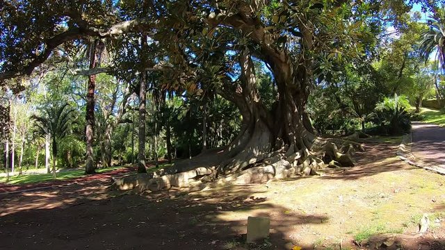 This is the big tree name is Ficus Macrophylla in Azores but this is from Australia. We can find in the Ant&oacute;nio Borges Garden, in Ponta Delgada.