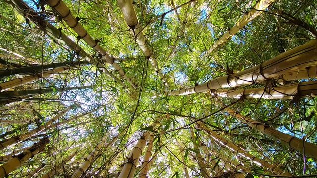 The bamboo dizziness in grove of Azorean botanic garden. Ant&oacute;nio Borges garden.