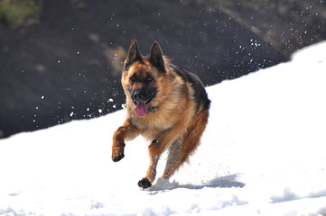  German Shepherd in snow