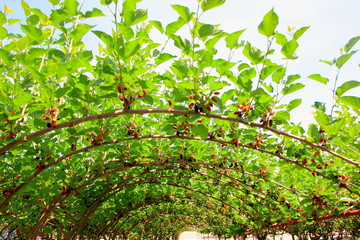 Black and red mulberries on the branch tree in the gaeden. Red purple mulberries on tree. Fresh...