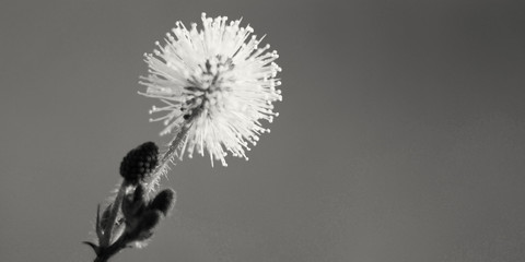 silhouette of dandelion on blue background