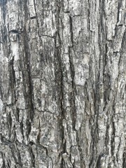 Trees have rough surfaces and many patterns.