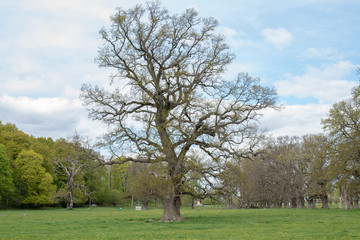 Old oak landscape in spring