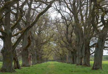 Fototapeta premium Old oak landscape in spring
