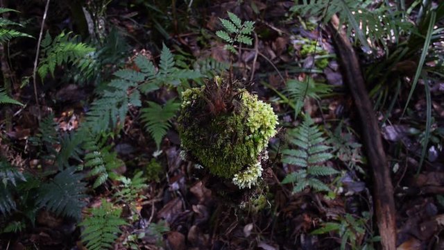 A gimbal shot of a Kauri tree.