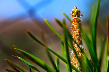 spruce