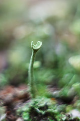 Lichen blooms on the ground in the forest. Vegetation that grows from the moisture of the earth.