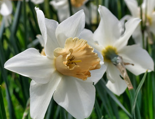 very nice narcissus in a city garden
