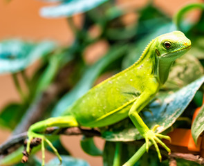 Fiji banded iguana (Brachylophus fasciatus