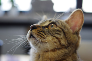 Curious cute cat domestic brown yellow tabby kitten looking up