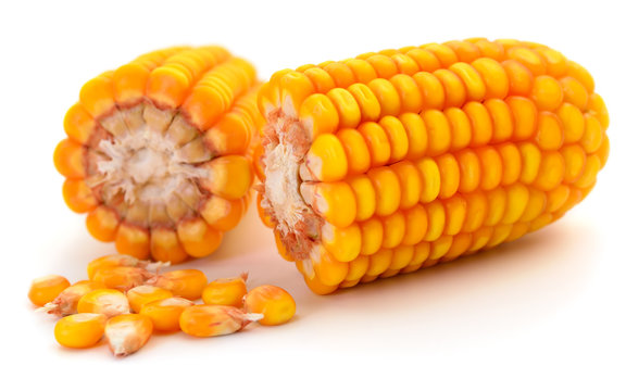 Ripe corn isolated.