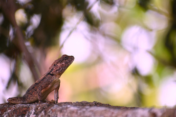 lizard on rock