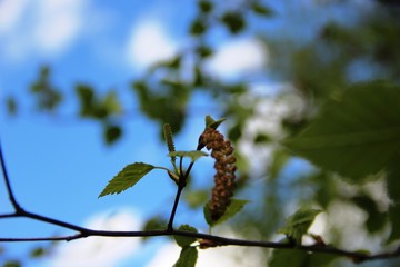 branch of green leaves and flowering birch earrings on a blue sky with white clouds. Birch herb, blur. Allergy, close-up