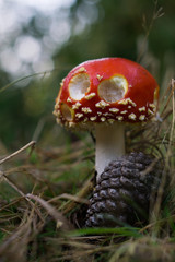 Amanita Muscaria