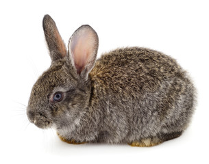 Naklejka premium Gray rabbit isolated.