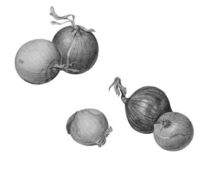 Set of bulb onions isolated on white. Qualitative black and white pencil illustration.