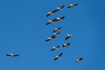 pelicans flocking in flight