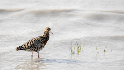 Ein Kampfläufer bei Wellengang im Flachwasser