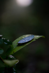 Gotas de oto&ntilde;o