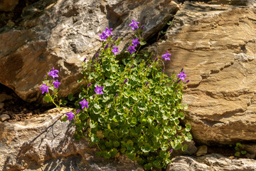 Starry purple flowers of Campanula Poscharskyana. Purple bell flowers on the rock The bright purple flowers, Campanula Poscharskyana. 