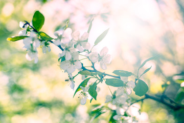 beautiful apple flowers