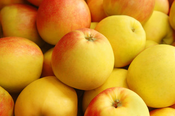 Naklejka na ściany i meble Ripe apples harvest close up
