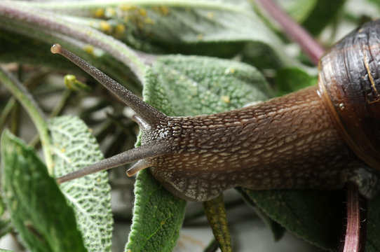 Chiocciola ft9104_7941 Snail Escargot &Sigma;&alpha;&lambda;&iota;&gamma;&kappa;ά&rho;&iota;