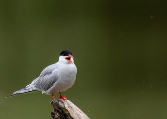 yell - red beak sparrow