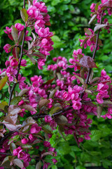 Beautiful pink flowers of dark cherry plum on a branch in spring.