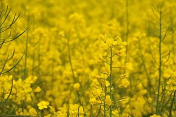 Obraz premium yellow flowering rapeseed plant in an agricultural field