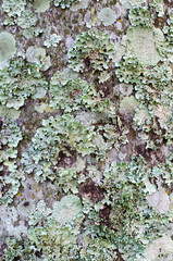 Different types of litchen growing on palm trees in Shakaskraal in South Africa create a beautiful micro world filled with delicate textures.