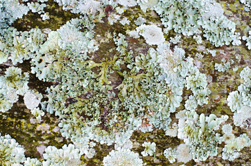 Different types of litchen growing on palm trees in Shakaskraal in South Africa create a beautiful micro world filled with delicate textures.