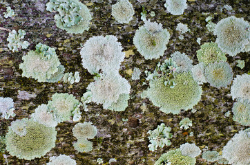Different types of litchen growing on palm trees in Shakaskraal in South Africa create a beautiful micro world filled with delicate textures.