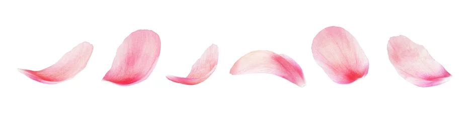Fotobehang Set roze pioenblaadjes © Ortis