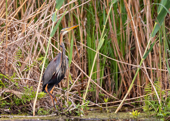 Fototapeta premium yellow heron stalking