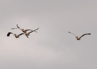 3 + 1 pelicans in flight